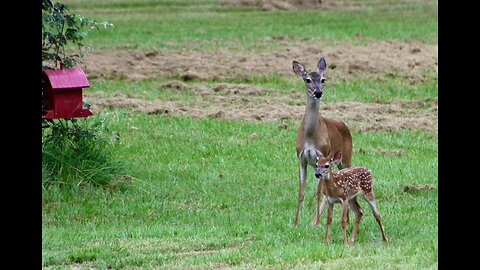 Deer Cam Weekly, 7/21/23, Buck & Fawn