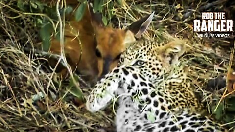 Life Lesson For Leopard Cubs - Learning Their Skills