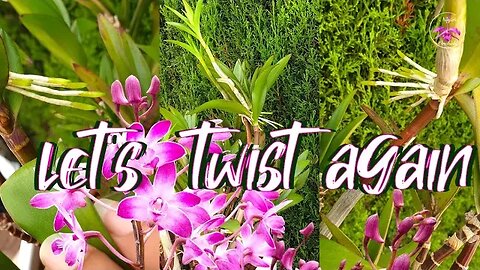 FUN Dendrobium Keiki Removal Tutorial | Easy Removal & Potting up Guide for Growing On #ninjaorchids