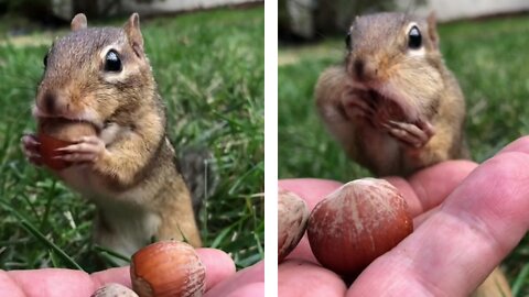 Betty how do you fit all of those nuts in the cheeks