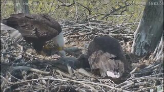 Hays Eagles Dad brings in fish but Mom is not having it 4921 14:59