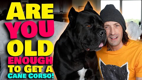Are YOU Old Enough To Have a Cane Corso?
