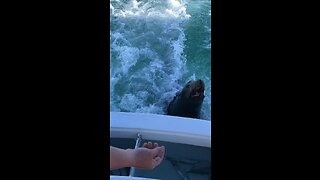 Fishing with a seal