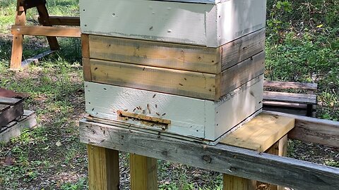 Splitting my 3 mature hives 3/20/24