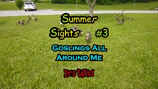 Summer Sights #3 “Goslings All Around Me”