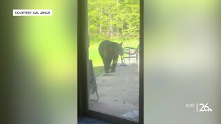 Bear aware: Sightings becoming more frequent