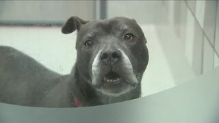 Denver metro animal shelters at, near capacity due to influx of owner-surrendered dogs