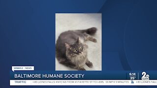 Baltimore Humane Society's shout out