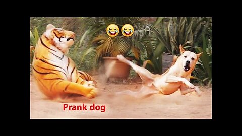 Prank on Dog Funny & fake Lion and Fake Tiger Prank To dog & Huge Box Prank to dog