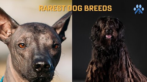 You Won't Believe These 5 Rare Dog Breeds Exist!