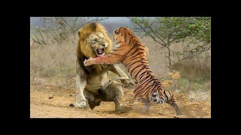 When Tigers And Lions Face Each Other