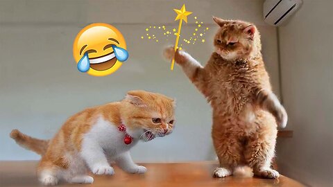 Funniest Cats And Dogs Videos 😺😍