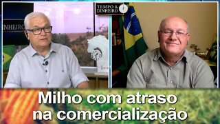 Milho com atraso na comercialização