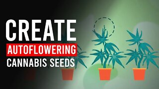 How Do You Create Auto-Flowering CANNABIS Seeds