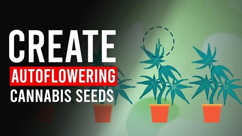 How Do You Create Auto-Flowering CANNABIS Seeds