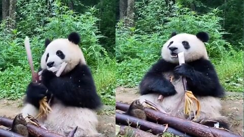 Panga Eating in Jungle Panda 🐼🐼🐻