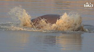 WILDlife: Hippos Making Ripples