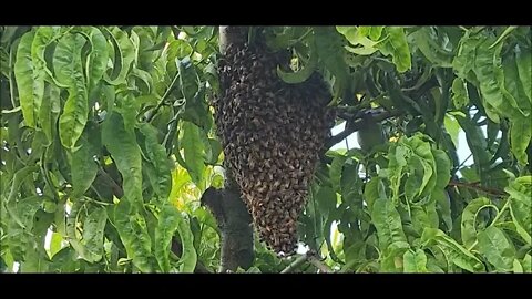 Bee Swarm!! Oh, boy...