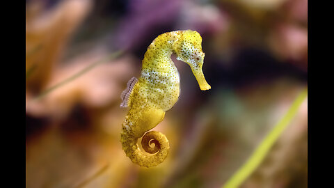 The Surprising World of Seahorses: Males Give Birth !