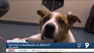 Local veterinary centers seeing more injured dogs from rattlesnake bites