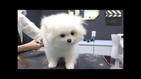 Cute dog in the beauty salon!!! / Look how he turned out