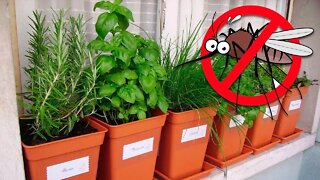 7 Plantas que Funcionam Como Repelente Para Mosquitos e Outros Insetos