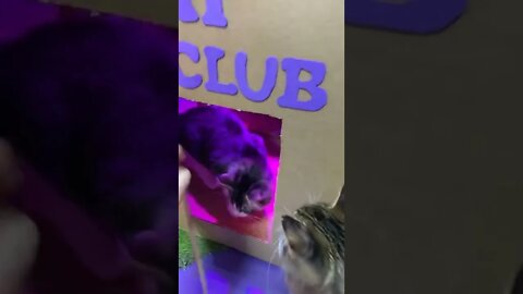 Cat Club | Funny Cat