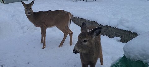 Deer come looking for food