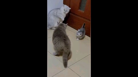 cat funny videos