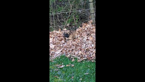 Crazy Boerboel Puppy has Fun in Leaf Pile