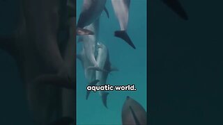 Dive into the World of Bottlenose Dolphins