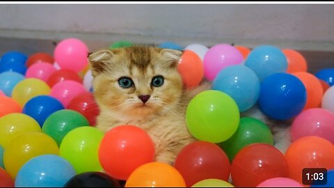 Cute cat vs 1000 balls