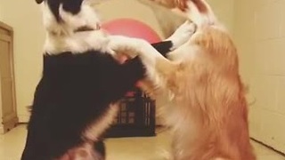 Border collies share loving moment