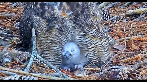 Sneaking a Peek at The Owlet 🦉 2/27/22 11:31