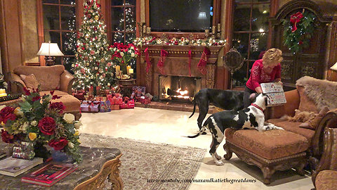 Great Dane Puppy and Cat Get Spoiled With Christmas Gifts from Fairy God Mother