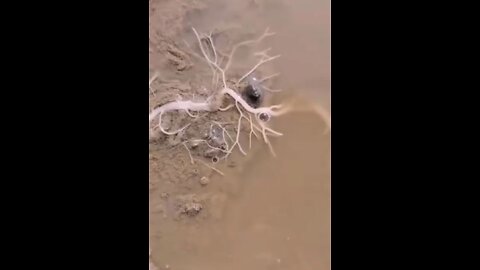 Unknown Creature-Self Growing Earth Worm?!?!?!