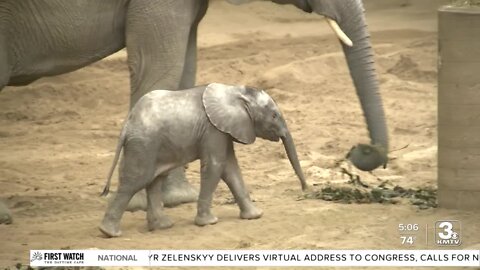 Omaha's Henry Doorly Zoo announces third pregnant elephant, provides update on calves