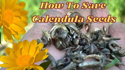How To Save Calendula Seeds