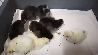 Silkie Chicks, 4 and 5 days old (11/06/2020 ) ( Video 2 )