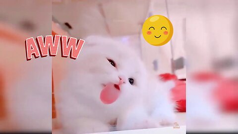 Cute kitten| Funny Cats 😂 | Cat and Dog Videos🐱🐶 Funny Animal Video