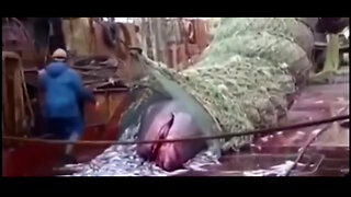 Did These Fisherman Accidentally Catch The Submarine Shark from Discovery Channel? Giant Sjhaks