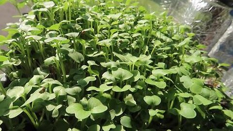How to Grow Radish Microgreens - EASY and FAST!