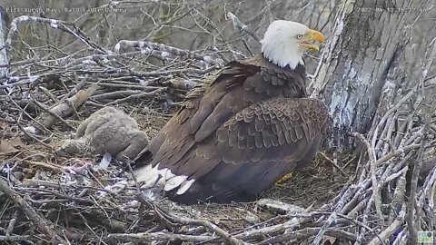 Hays Bald Eagles Mom and Dad protect H16 H17 H18 from Intruder 2022 04 13 18:10