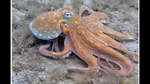 Octopus have weird bodies