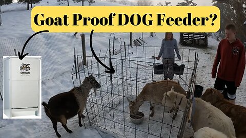 Our Goats LOVE Dog Food!