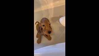 Cute dog video