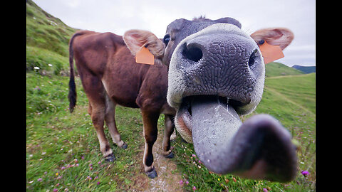 Funny Cow having trouble with it's long Tongue