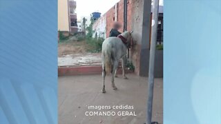 Furto de cavalos: homem preso após levar animais de um pasto em Gov. Valadares