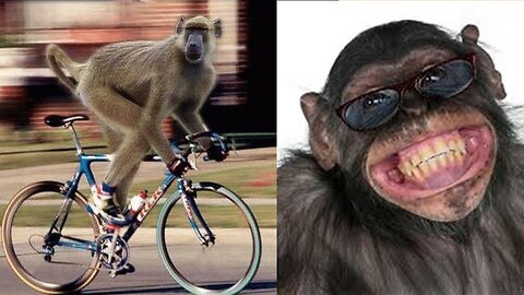Funny Monkey Videos 🤣 Monkey will make you laugh 🤣Best Funny Animal Videos Compilation Cafa Land