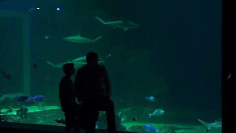 People Watching Sharks Swimming In A Big Aquarium Salt Water Tank